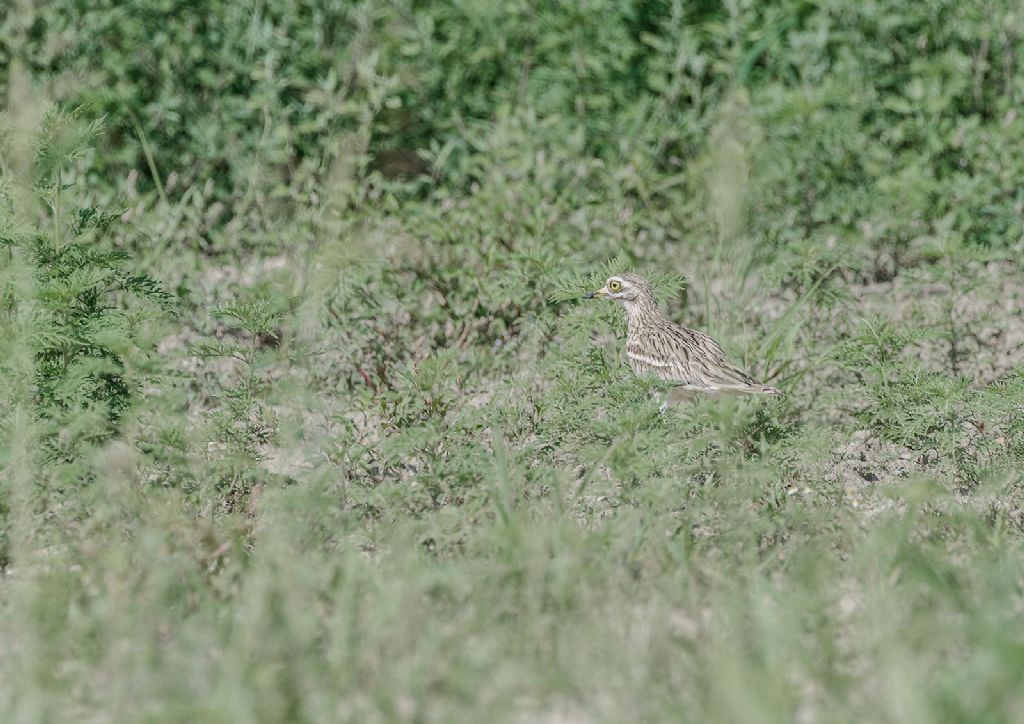 Osservazioni 2017, 4: Occhione (Burhinus oedicnemus)